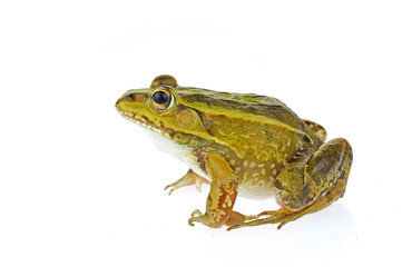 Frog isolated on a white background