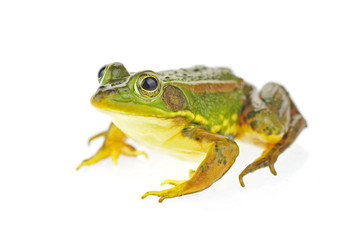Frog isolated on a white background