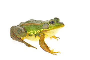 Fototapeta premium Frog isolated on a white background