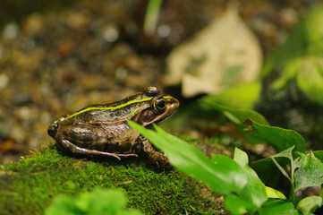 トウキョウダルマガエル