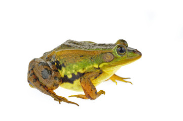 Frog isolated on a white background