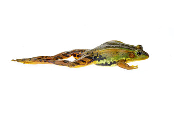 Frog isolated on a white background
