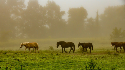 A line of horses in a foggy meadow