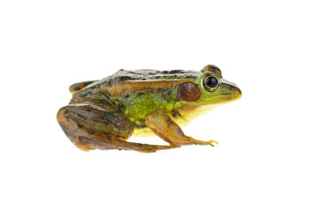 Frog isolated on a white background