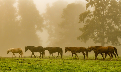 A line of horses in a foggy meadow