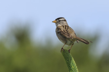 Fototapeta premium White crowned sparrow perched on a plant.