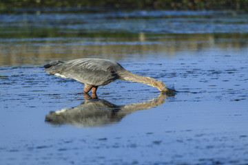 Heron strikes in water for a fish.