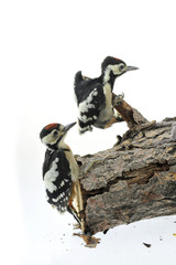woodpecker