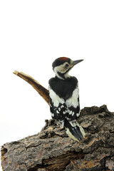 woodpecker