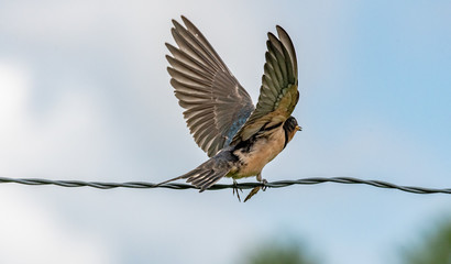 Swallow takes flight from wire perch 