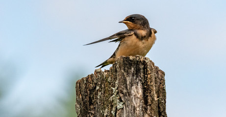 Swallow gazing from top of fence post