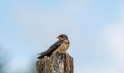 Swallow gazing from top of fence post
