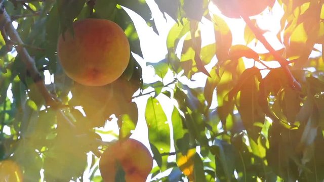 Sun shines through peach trees at sunrise.