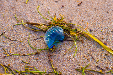 Close Up of Portugese Man O' War on Fort Lauderdale Beach Florida FL
