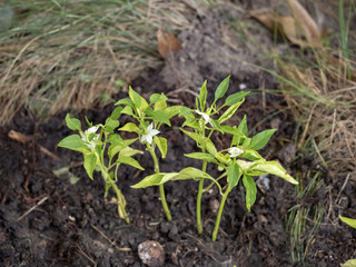 Farming in the garden for organic vegetables. Hot pepper plants with flowers