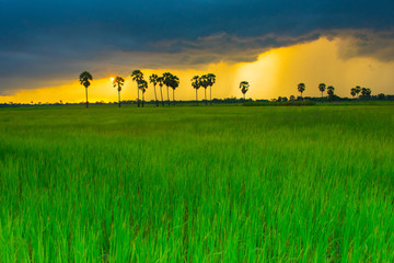 Fototapeta na wymiar Green rice field with palm tree in evening time and orange sky background in Thailand countryside