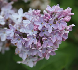 Lilac blossoms (Syringa vulgaris)