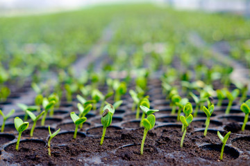 watermelon seedlings germinate in sowing tray
