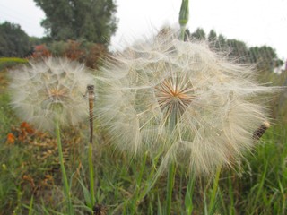 Obraz premium Giant dandelion seeds