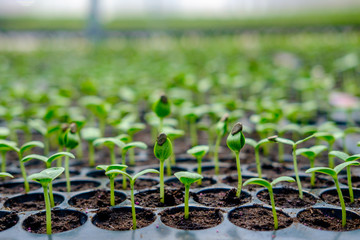watermelon seedlings germinate in sowing tray