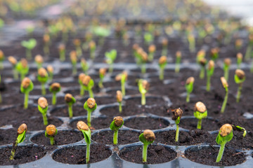 watermelon seedlings germinate in sowing tray
