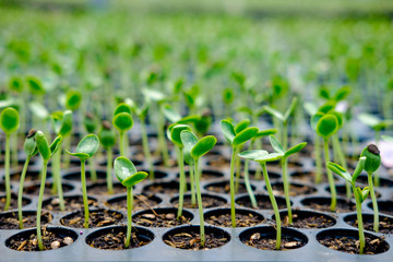 watermelon seedlings germinate in sowing tray