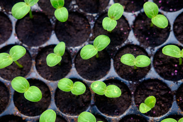 watermelon seedlings germinate in sowing tray top view