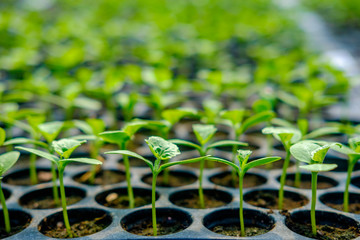 watermelon seedlings germinate in sowing tray