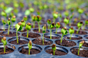 watermelon seedlings germinate in sowing tray