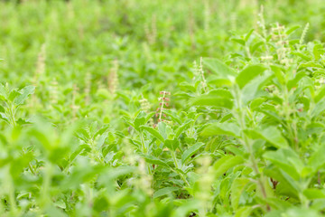 close up of thai basil or sweet basil in the garden