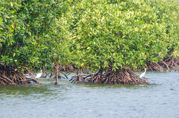 mangrove forest
