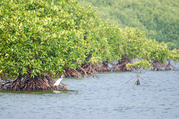 mangrove forest