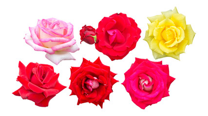 Pink and yellow roses isolated on a white background.
