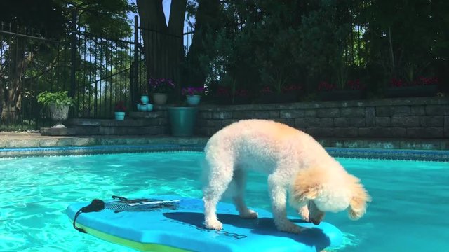 Wide shot of Wiggles the Dog trying to beat the heat by having fun on a boogie board in the back yard pool