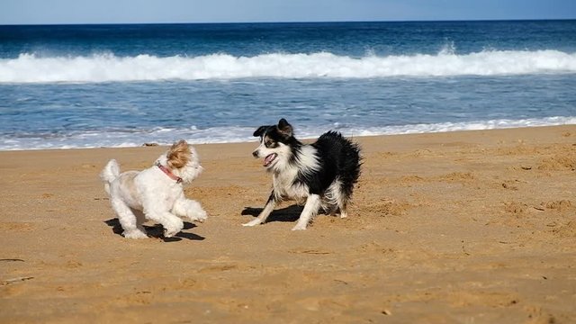 Collie dog playing beach and running at the beach