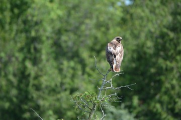 Red Tail Hawk