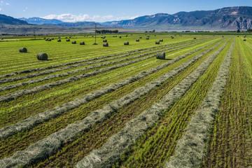 Field of Cut Hay in American West