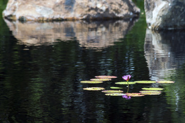 Water Lilies with Boulders in the Background