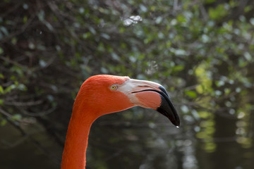 Beak Detail of Pink Flamingo