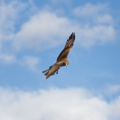 Kite in the sky