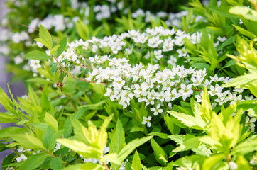 Pretty white blossoms of Thunberg's meadowsweet or Spiraea thunbergii blooming on blurry background in Japan. Tiny white flowers in soft focused beautiful nature flower background.