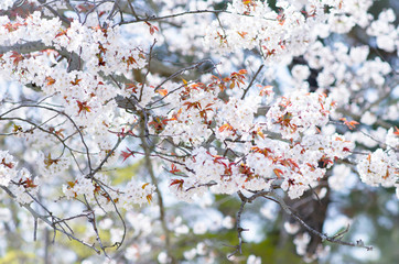 Sakura in soft focus, beautiful cherry blossom in Japan, bright pink flowers of Sakura on the blurry background. Spring background and beautiful natural scenery.