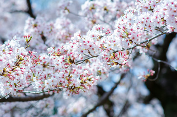 Sakura Pink in soft focus, beautiful cherry blossom in Japan, bright pink flowers of Sakura on the blurry background. Spring background and beautiful natural scenery.