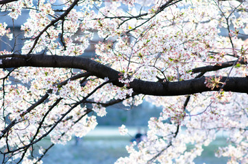 Sakura Pink in soft focus, beautiful cherry blossom in Japan, bright pink flowers of Sakura on the blurry background. Spring background and beautiful natural scenery.