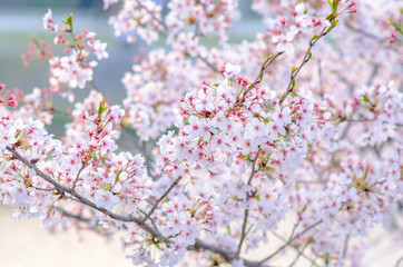 Fototapeta na wymiar Sakura Pink in soft focus, beautiful cherry blossom in Japan, bright pink flowers of Sakura on the blurry background. Spring background and beautiful natural scenery.