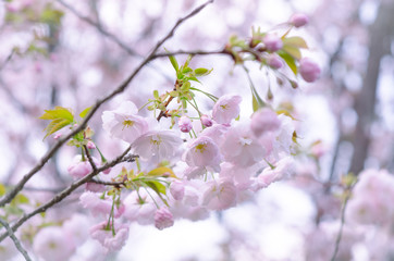 Sakura Pink in soft focus, beautiful cherry blossom in Japan, bright pink flowers of Sakura on the blurry background. Spring background and beautiful natural scenery.