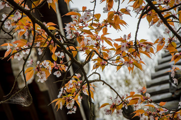 Blooming Sakura branch with leaves in front of the blurry roof top background in Japan.
