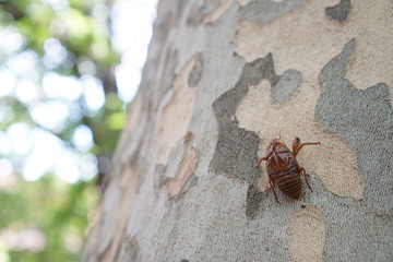 A cicada shell on a tree