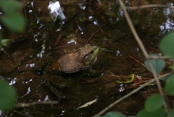 A bullfrog in a pond