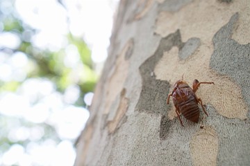 A cicada shell on a tree